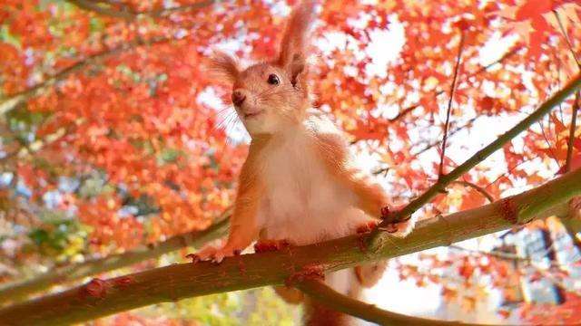 雪地松鼠饲养方式（鼠友收藏）