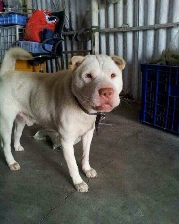 大头狗是什么品种及图片（潮汕大头犬）