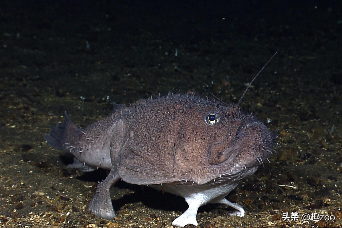 斧头鱼会发光吗（银板鱼品种大全）