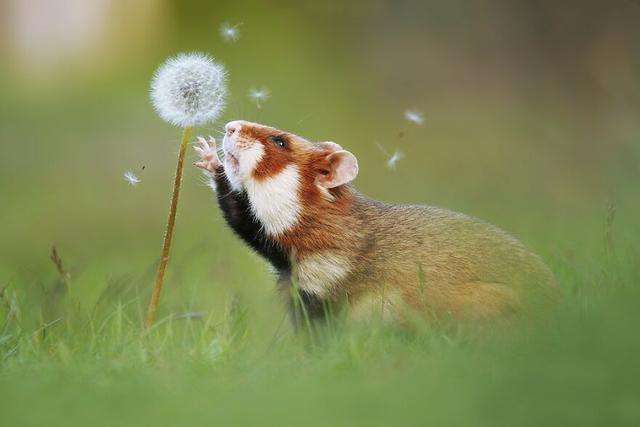 摄影师花10年拍摄仓鼠，这是最好的20张照片，老鼠也能拍得这么美