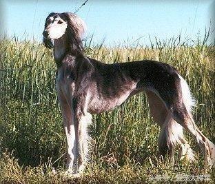 萨路基犬有多大(你知道萨路基犬在国内是禁养吗)