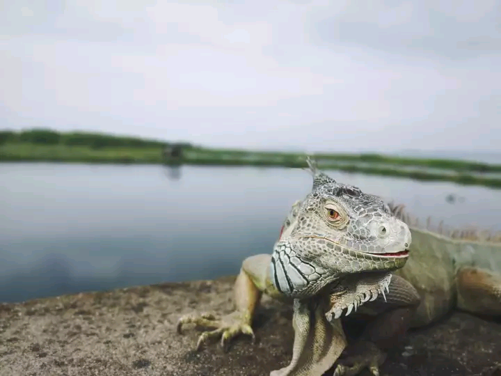 带你了解绿鬣蜥的饲养小技巧（绿鬣蜥应该怎么养才好）