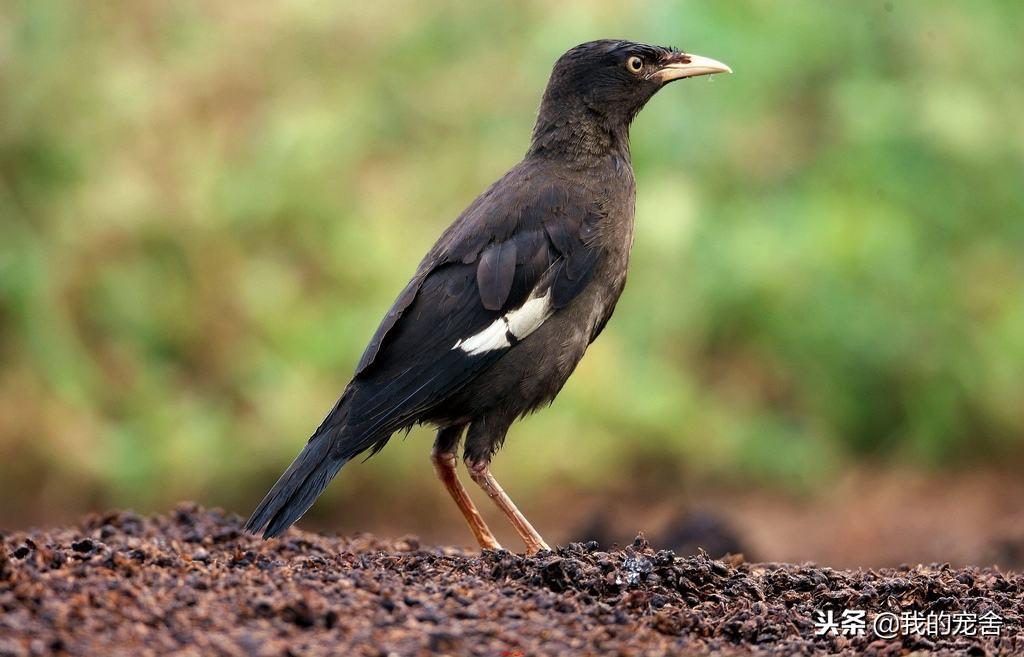 推荐10种好养的宠物鸟及排名（宠物鸟种类有哪些）