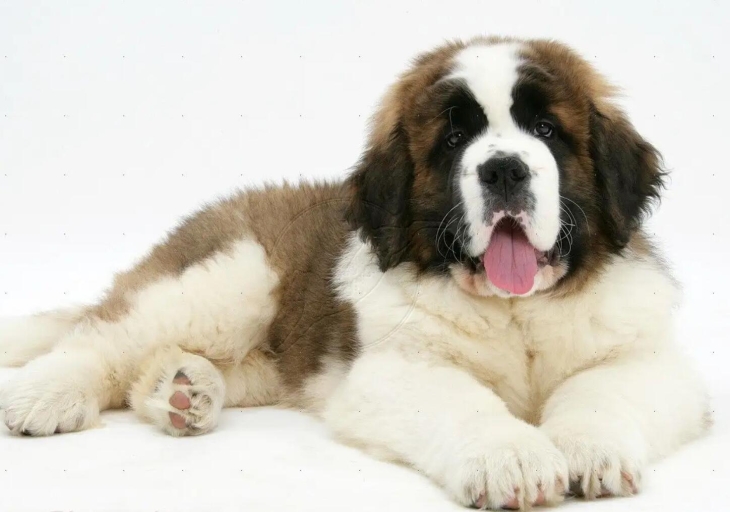 圣伯纳犬的优缺点详解
