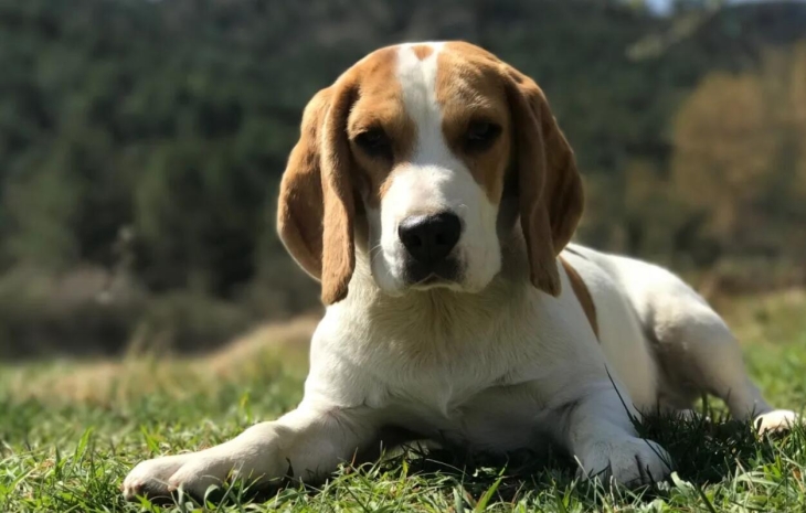 比格犬的优缺点及性格