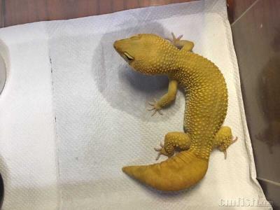 豹纹守宫（豹纹守宫的尾巴有很多秘密，断尾了怎么办）