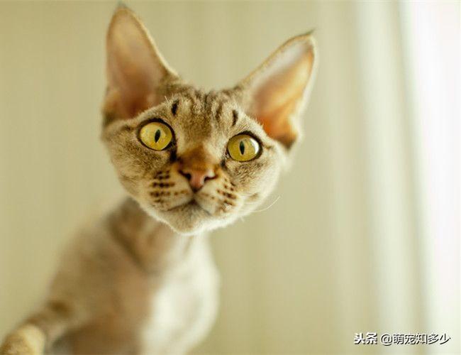 柯尼斯卷毛猫资料（塞尔凯克卷毛猫来源）