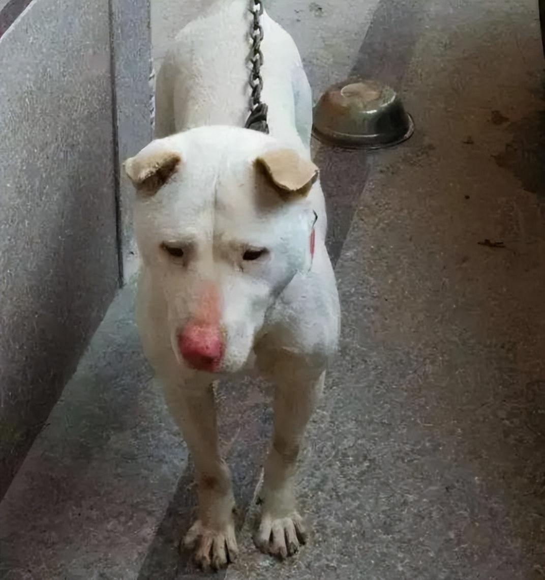 大头狗是什么品种及图片（潮汕大头犬）