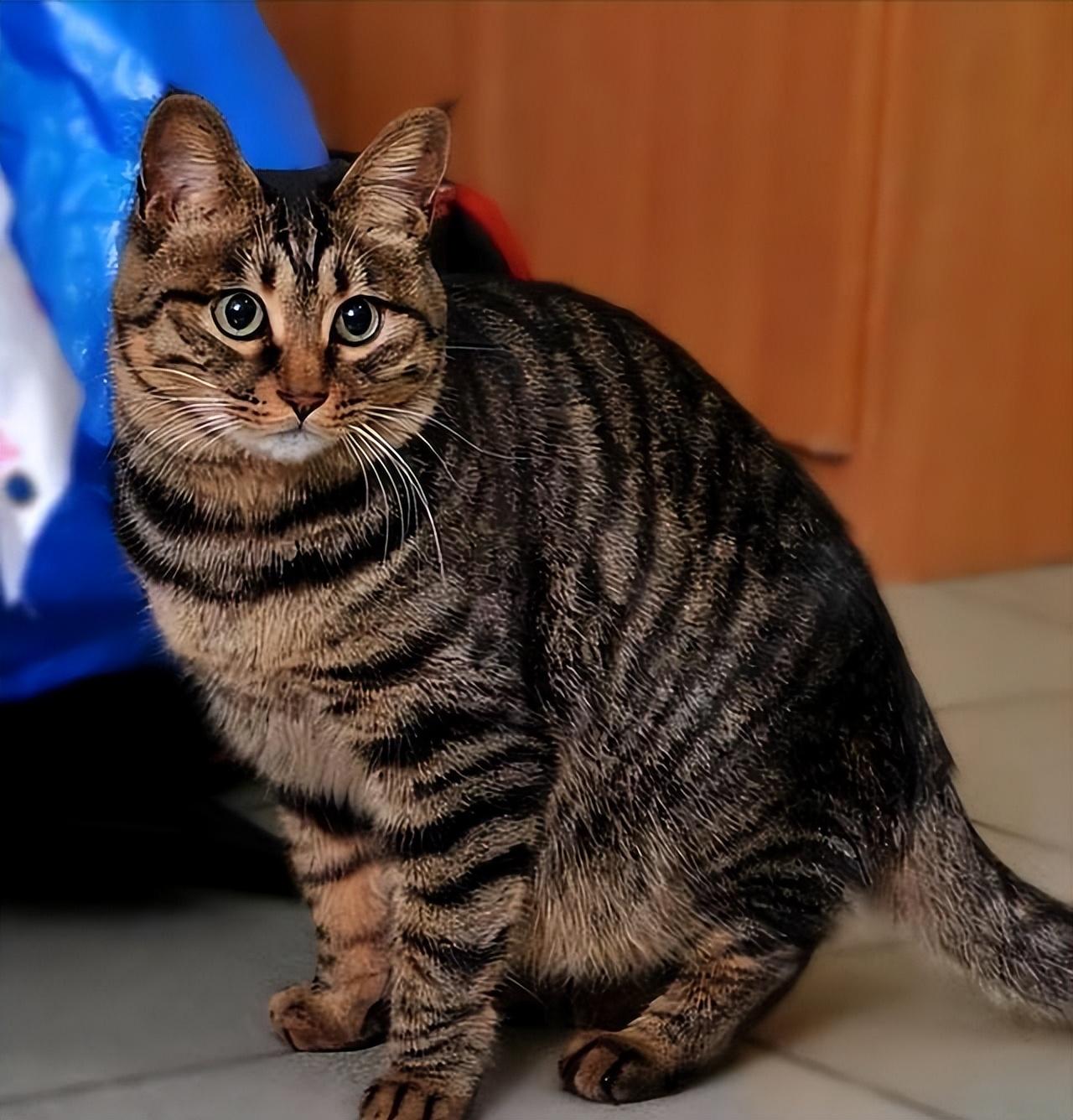 纯种狸花猫一只多少钱（小宠物猫的品种及价格）