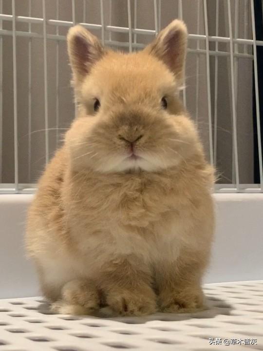 道奇兔长大后的样子（道奇侏儒兔能长多大）