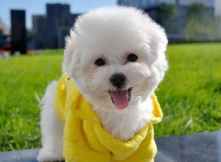 比熊犬的优缺点(纯种比熊狗狗喂养方式)