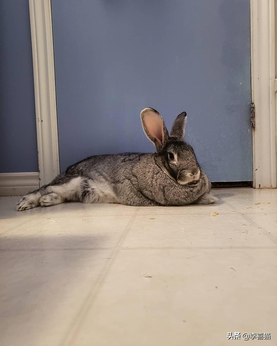 巨型花明兔难养吗（详解养巨型花明兔技巧）