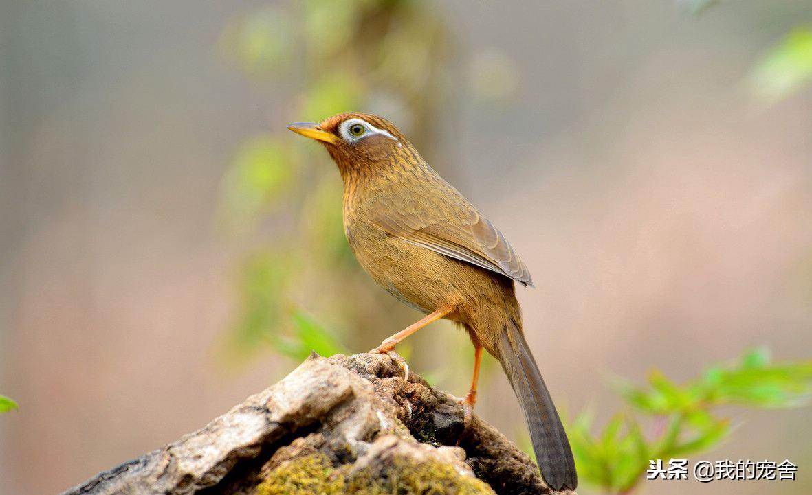推荐10种好养的宠物鸟及排名（宠物鸟种类有哪些）