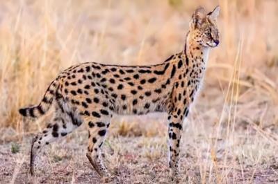 中国允许养的特殊宠物