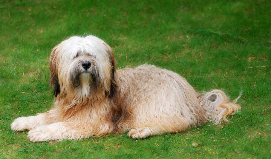 梗犬种类大全（十大梗犬排行榜）