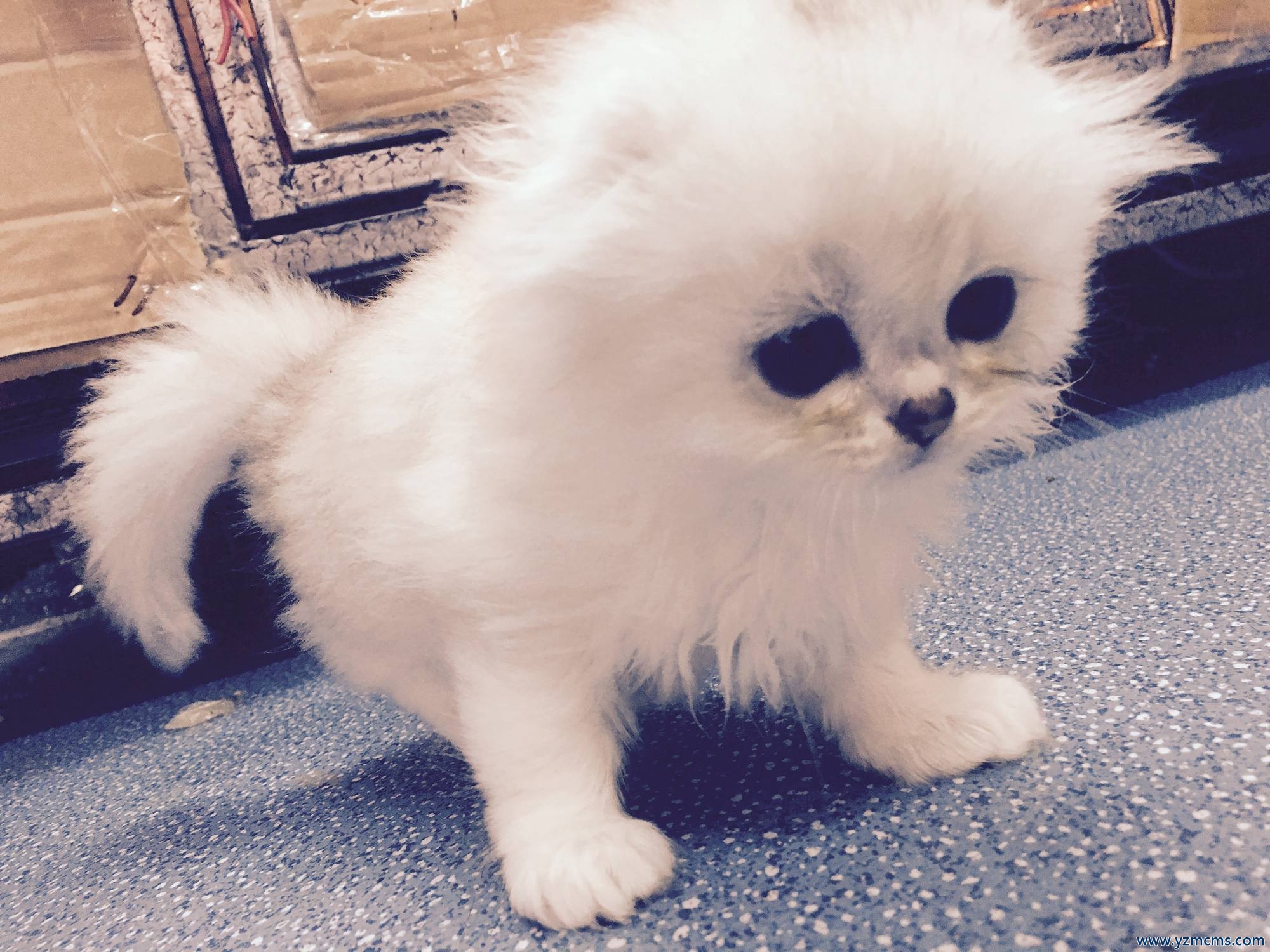 金吉拉猫的优点和缺点