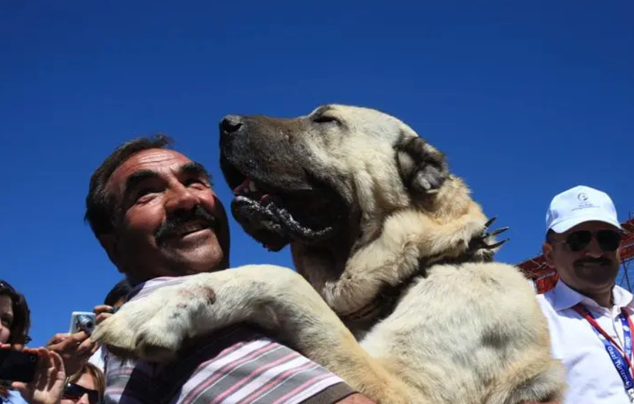 一只坎高犬的价格及图片（土耳其坎高犬中国哪里有卖的）