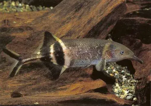 什么鱼能与象鼻鱼混养（附：象鼻鱼饲养方法）