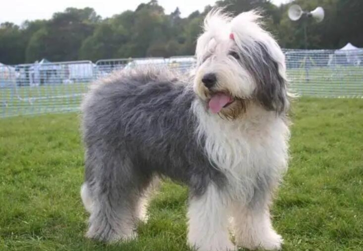 古代牧羊犬智商怎么样（古代牧羊犬品种介绍）