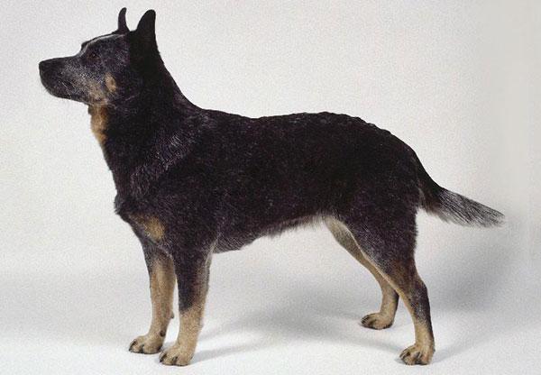 澳洲牧牛犬图片及智商排名（澳大利亚牧羊犬多少钱一只）