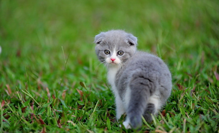 高地折耳猫好养吗