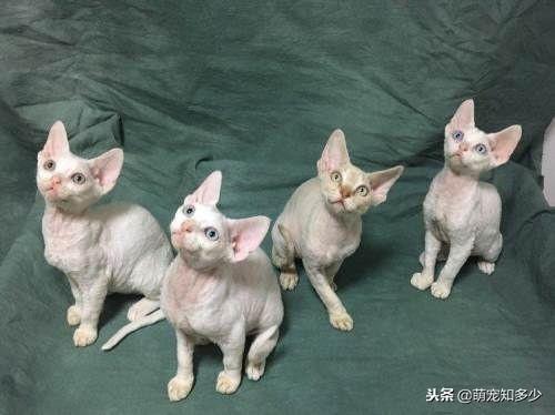 柯尼斯卷毛猫资料（塞尔凯克卷毛猫来源）