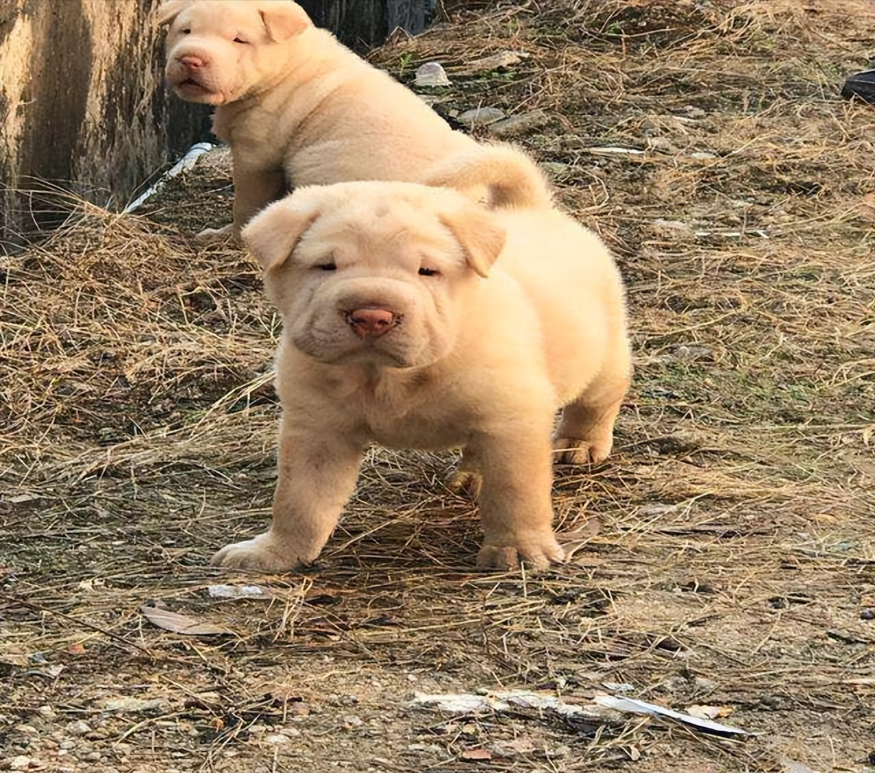 大头狗是什么品种及图片（潮汕大头犬）