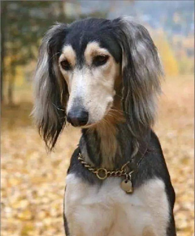 萨路基犬有多大