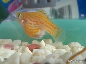 皮球鱼也称玛丽鱼(附:玛丽鱼资料大全)