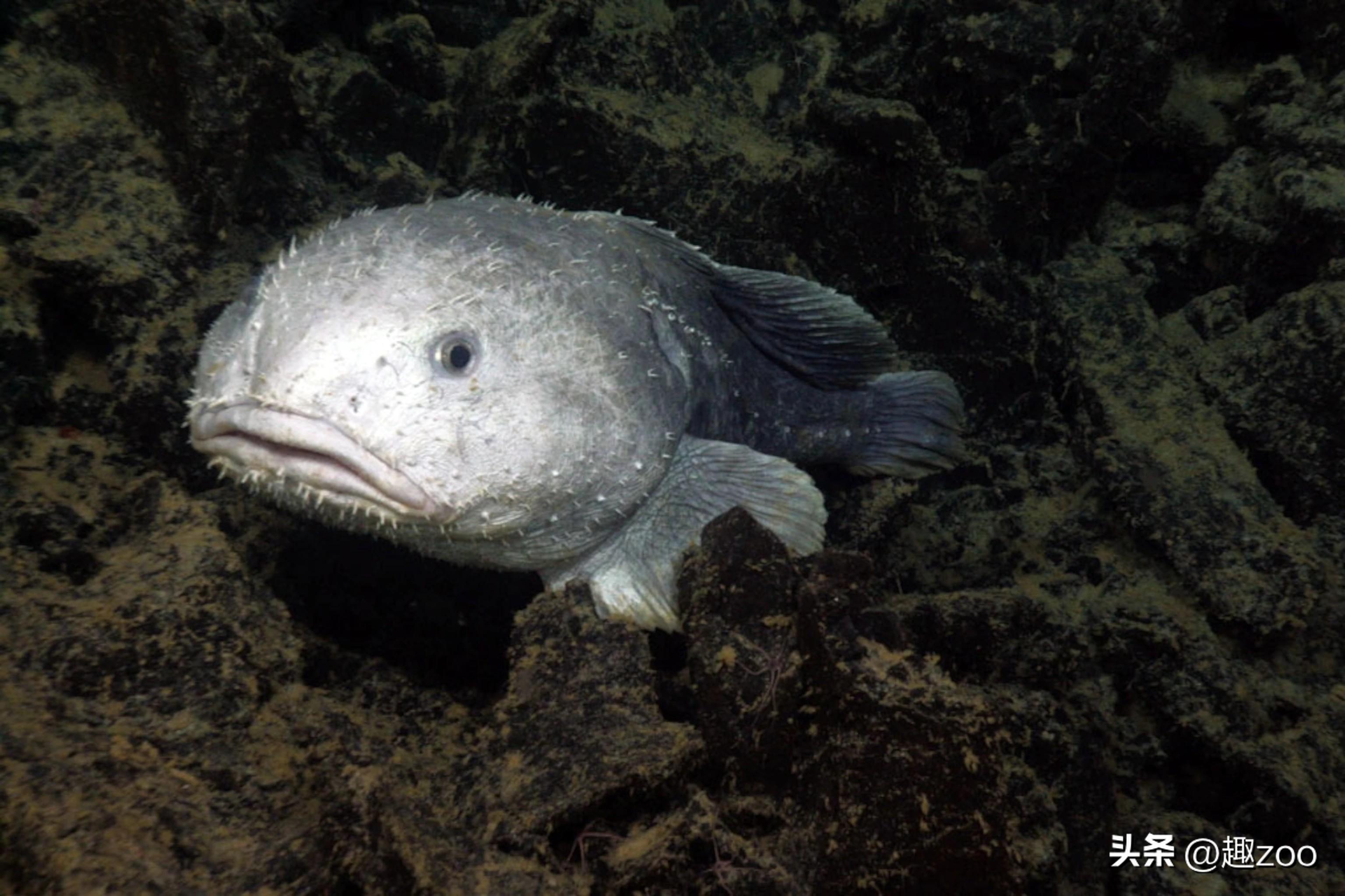 斧头鱼会发光吗（银板鱼品种大全）