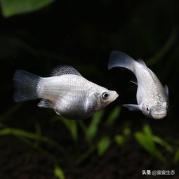 皮球鱼也称玛丽鱼(附:玛丽鱼资料大全)