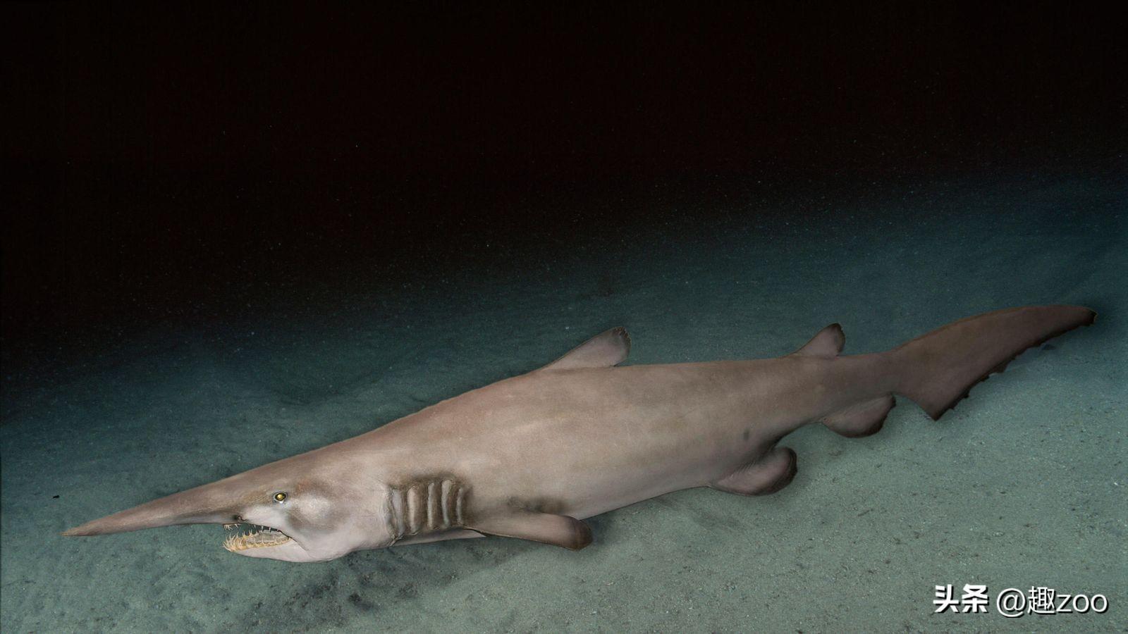 斧头鱼会发光吗（银板鱼品种大全）