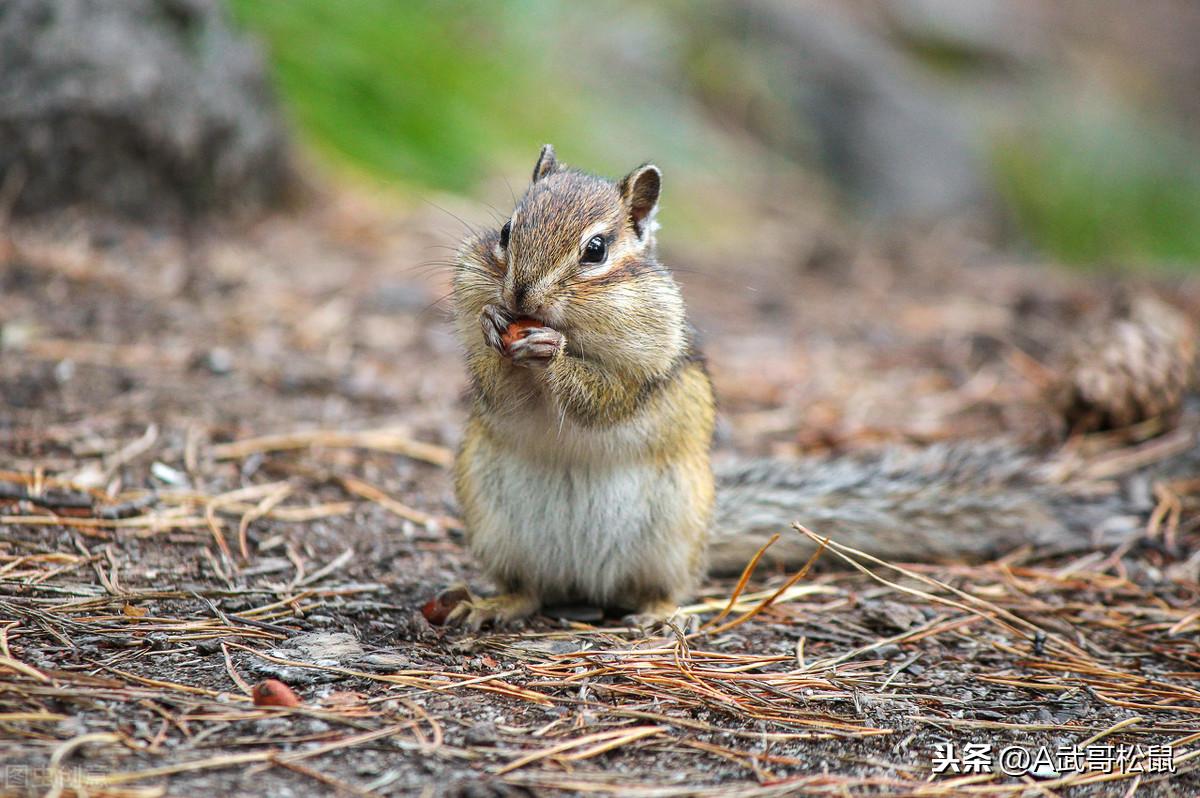 教你如何养花栗鼠当手上宠物