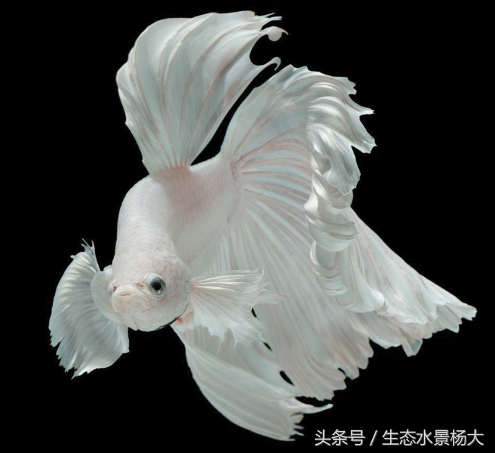 斗鱼怎么养殖（附：新手养斗鱼入门教程）