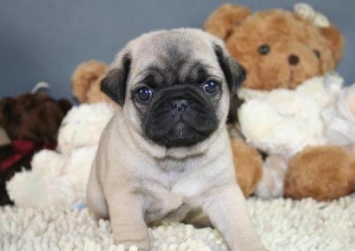 巴哥犬是哪个国家的品种