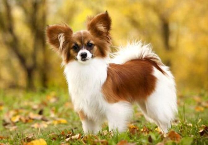 蝴蝶犬是什么品种的狗