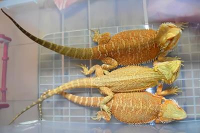 中国允许养的特殊宠物（中国允许养的十种稀有宠物）