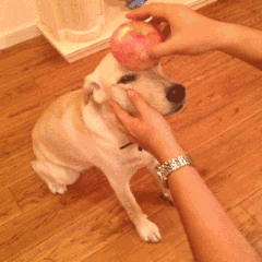 一只坎高犬的价格及图片（土耳其坎高犬中国哪里有卖的）