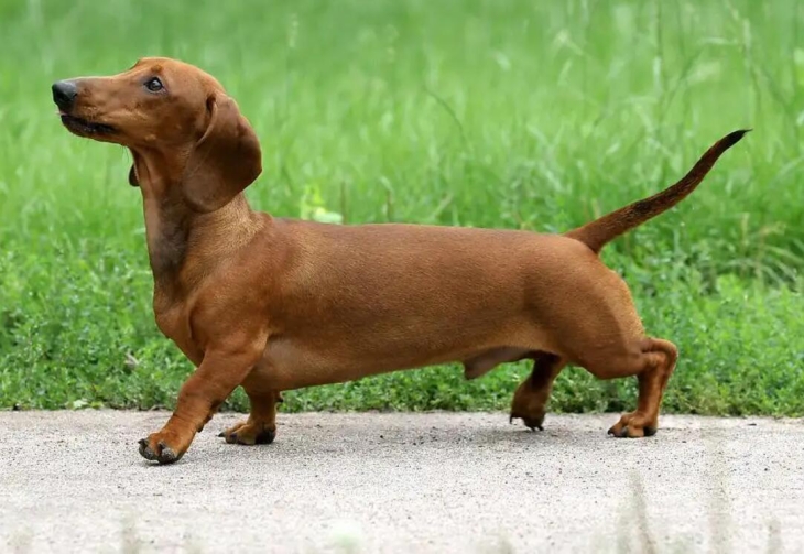 腊肠犬应该吃什么食物