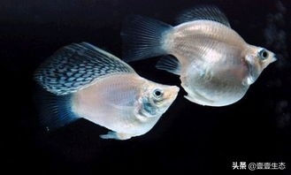 皮球鱼也称玛丽鱼(附:玛丽鱼资料大全)