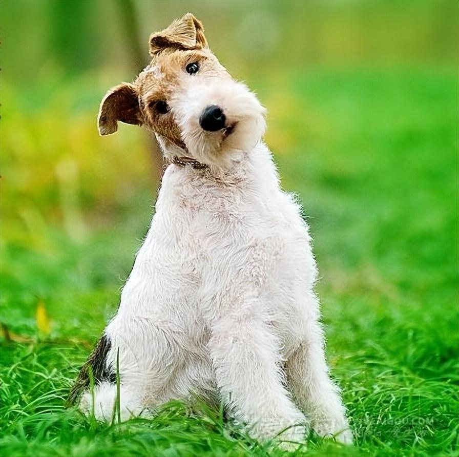 梗犬种类大全（十大梗犬排行榜）