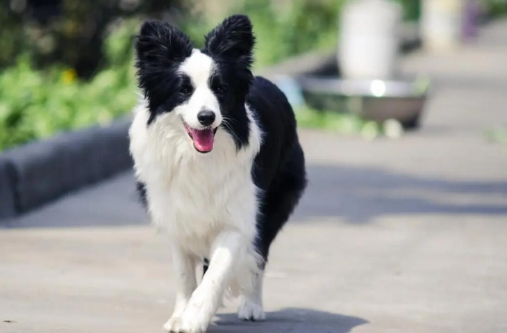 边境牧羊犬（边境牧羊犬特征资料）