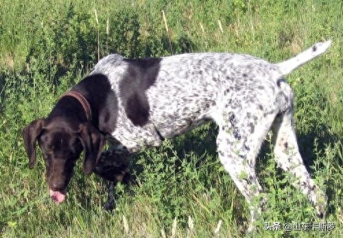 波音达猎犬品相判断（附：波音达猎犬基本信息）