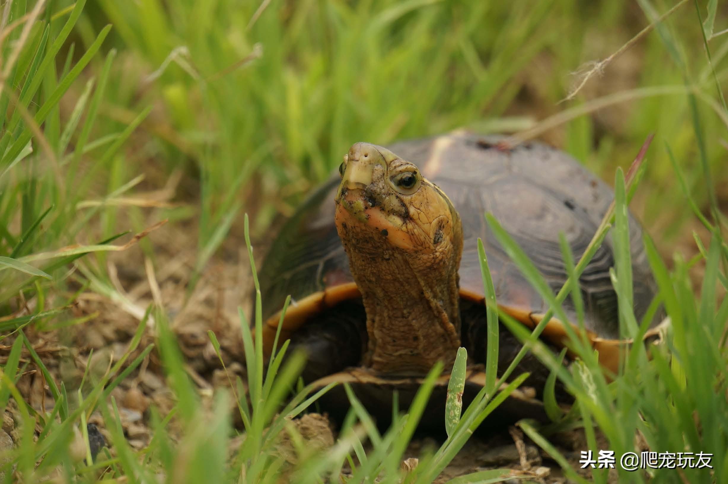 黄缘龟如何养殖（附：黄缘龟的饲养方法讲解）
