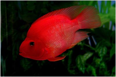 红鹦鹉鱼（红鹦鹉鱼身上长黑斑的原因）