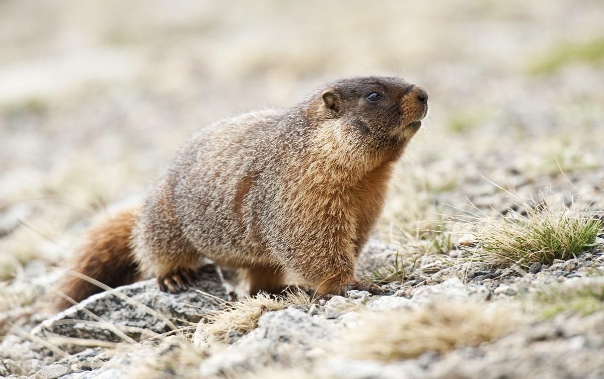 土拨鼠图片呆萌