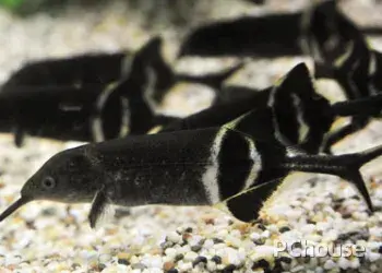 什么鱼能与象鼻鱼混养（附：象鼻鱼饲养方法）