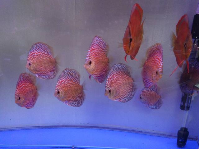 七彩鱼的养殖技巧及注意事项（附：调理养七彩鱼的水质）