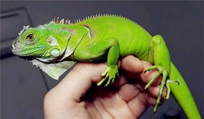 带你了解绿鬣蜥的饲养小技巧