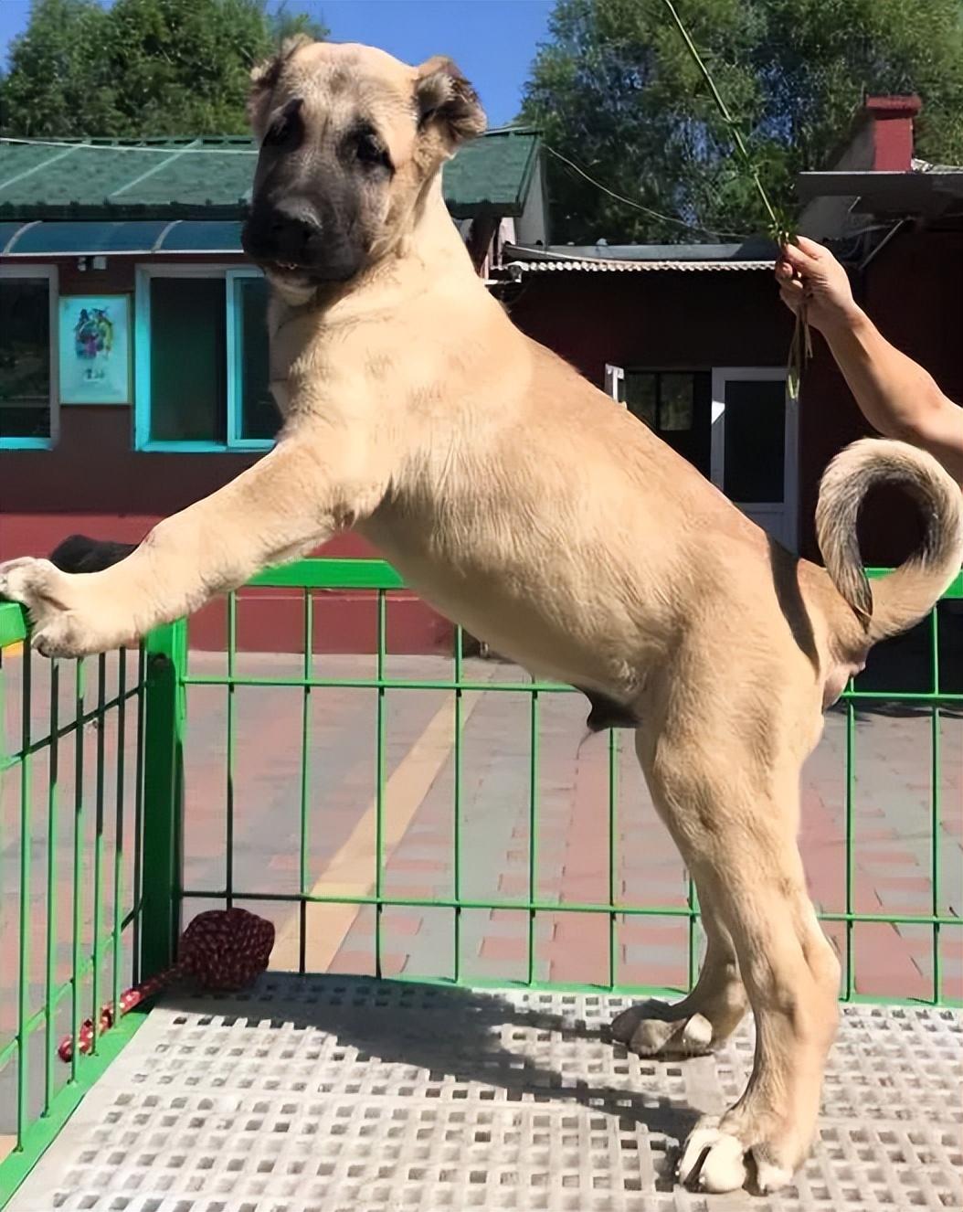 一只坎高犬的价格及图片（土耳其坎高犬中国哪里有卖的）